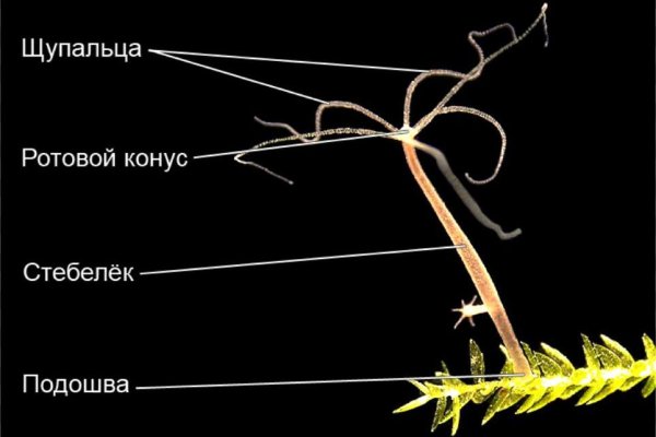 Где можно купить бошки